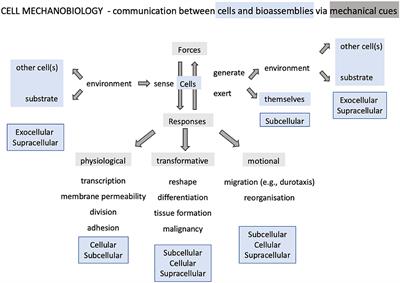 Hallmarks of Life in Single Cell Contact Mechanics: Outstanding Challenges and Perspectives